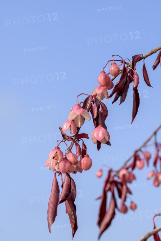 Spindle bush (Euonymus grandiflorus 'Red Wine'), Artmeyer Pflanzenforum, Hörstel, North Rhine-Westphalia, Germany