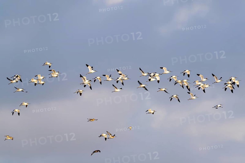 Pied Avocet, Recurvirostra avosetta, birds in flight over marshes, Devon, England, United Kingdom