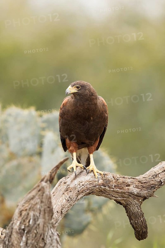 Harris's Hawk (Parabuteo unicinctus), Texas, USA