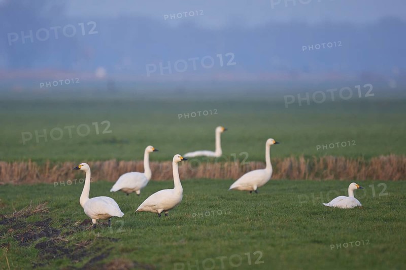 Tundra Swan (Cygnus columbianus bewickii), Netherlands