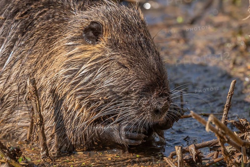 Nutria, Coypu (Myocastor coypus) eating deer in a pond. Bas Rhin, Alsace, France