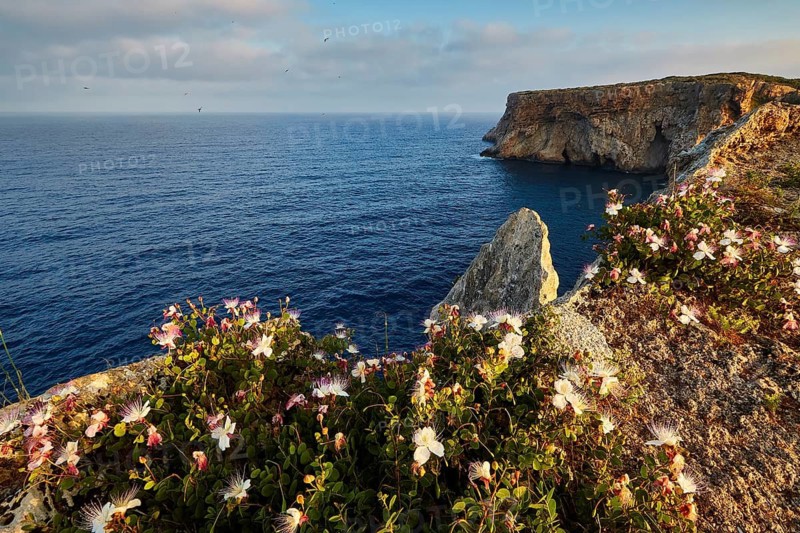 Caper flowers (Flos capparis), Blooming flowers on a cliff overlooking the calm coast, morning light, Tsichli Babas islet, Navarino Bay, Pylos, Peloponnese, Greece