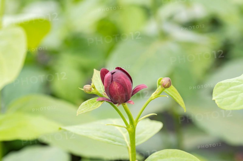 Spice bush (Calycanthus 'Aphrodite'), BS Sämann, Germany