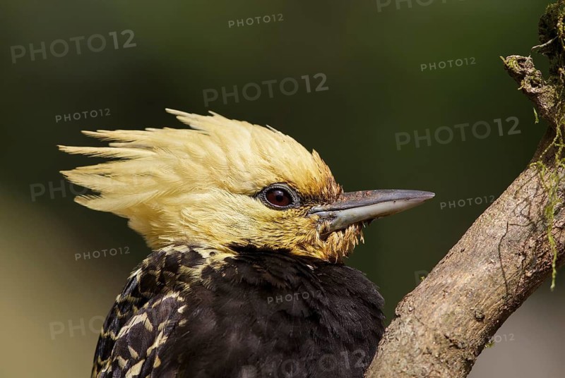 Blond-crested Woodpecker (Celeus flavescens) female, Atlantic rainforest, Brazil