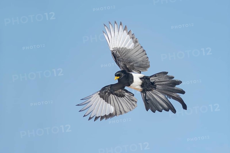 Yellow-billed Magpie (Pica nuttalli) flying, California, USA