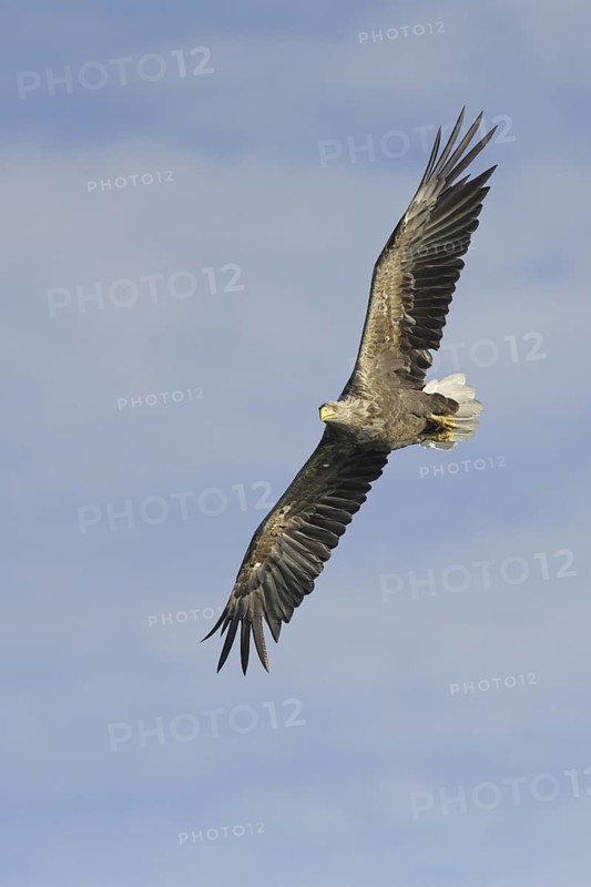 White-tailed Eagle (Haliaeetus albicilla) flying, Mecklenburg-Western Pomerania, Germany