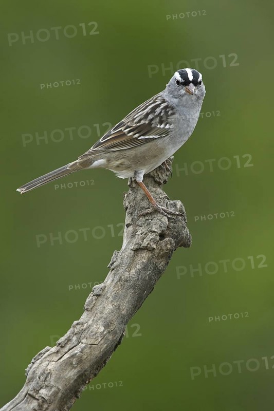 White-crowned Sparrow (Zonotrichia leucophrys), Texas, USA