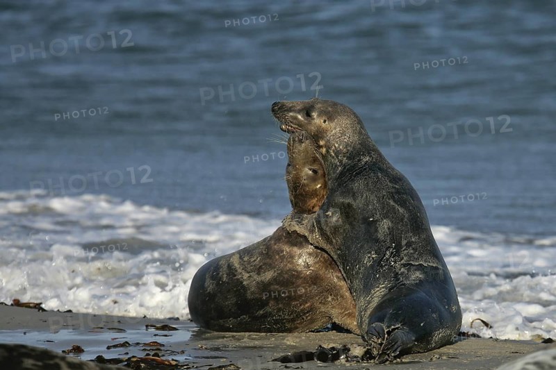 Kegelrobbe (Halichoerus grypus), zwei Tiere liegen und spielen am Strand, Helgoland, Deutschland