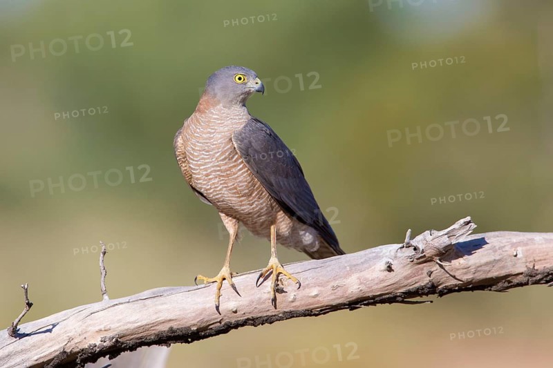 Collared Sparrowhawk (Accipiter cirrocephalus) perched on a branch, Queensland, Australia