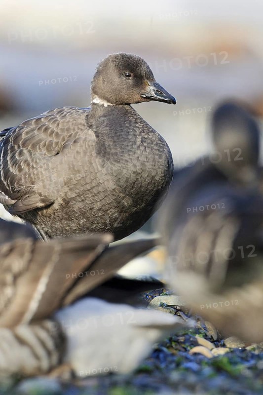 Brant Goose (Branta bernicla nigricans) juvenile, British Columbia, Canada