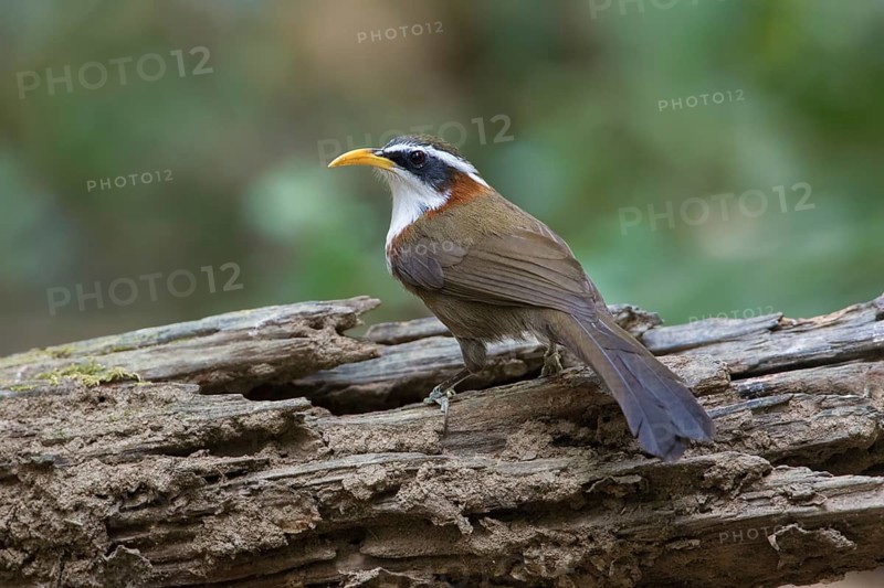 White-browed Scimitar Babbler (Pomatorhinus schisticeps) perched on a log, Di Linh, Vietnam