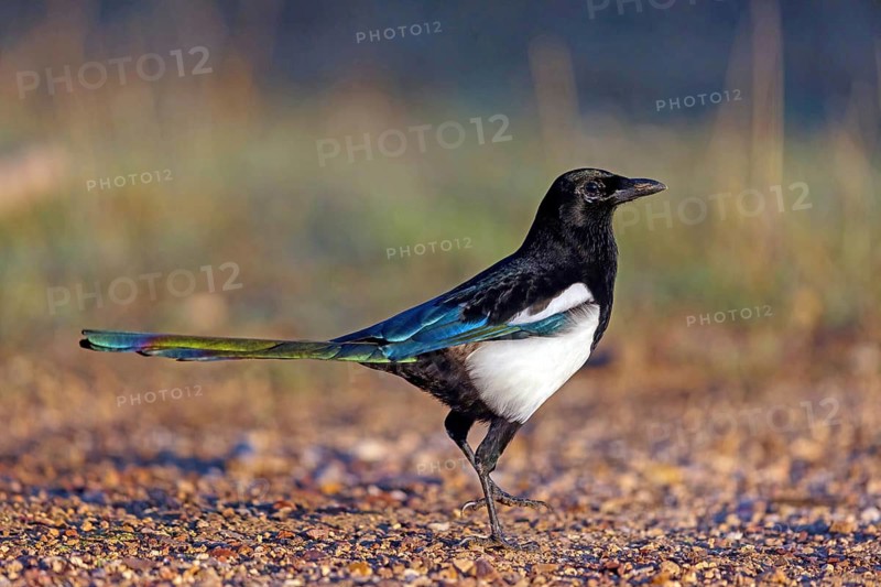 European magpie (Pica pica), Hides De Calera / Lynx Hide, Calera Y Chozas, Castilla La Mancha / Toledo, Spain