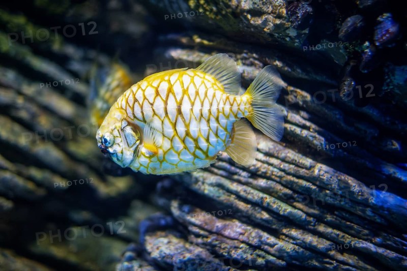 Australian pineapplefish Cleidopus gloriamaris aka mailfish fish underwater in sea