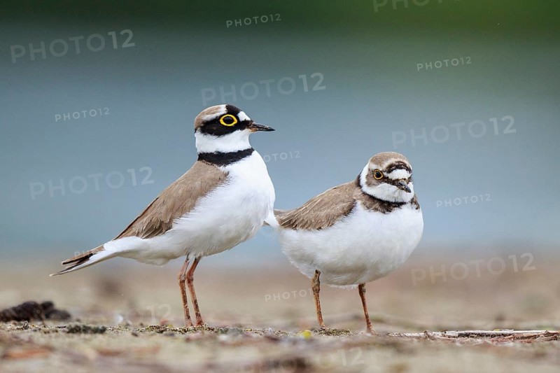 Little Ringed Plover (Charadrius dubius) pair displaying, North Rhine-Westphalia, Germany