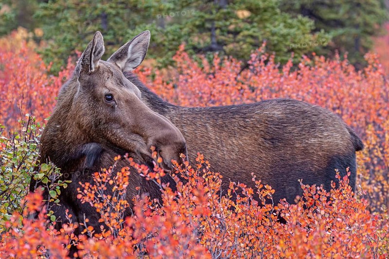 Elk (Alces alces), cow moose, eating huckleberry bushes, autumn colours, Denali National Park, Alaska, USA