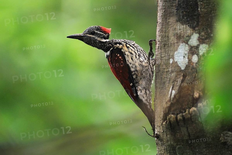 Black-rumped Flameback (Dinopium benghalense), Sri Lanka