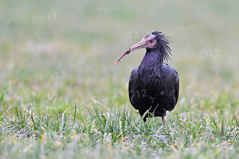 Northern bald ibis (Geronticus eremita), foraging in a meadow, Canton Zug, Switzerland