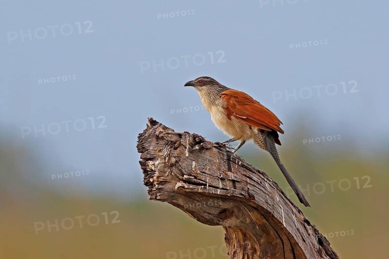 White-browed Coucal, Centropus superciliosus, Botswana, Chobe NP