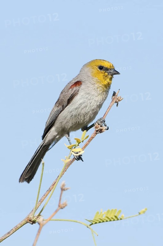 Verdin (Auriparus flaviceps), Texas, USA