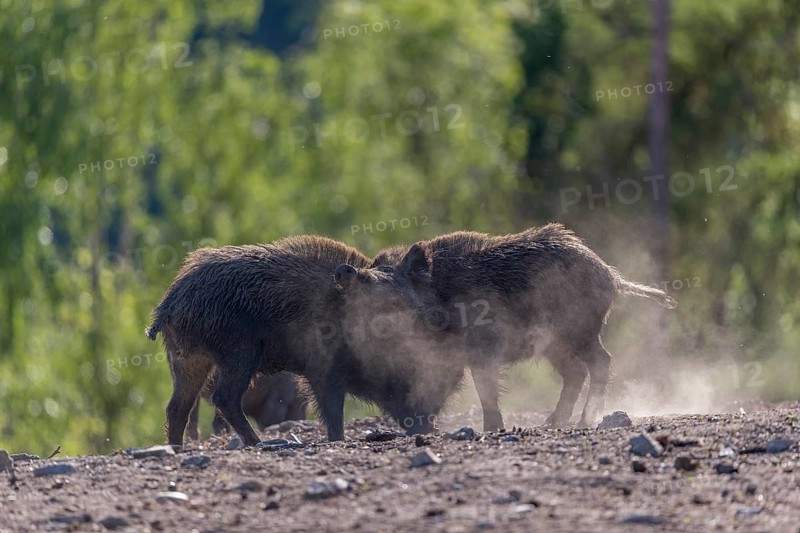 Two wild boar or wild pig (Sus scrofa) fighting on an opening with a green forest in the background. Backlit with a trail of dust