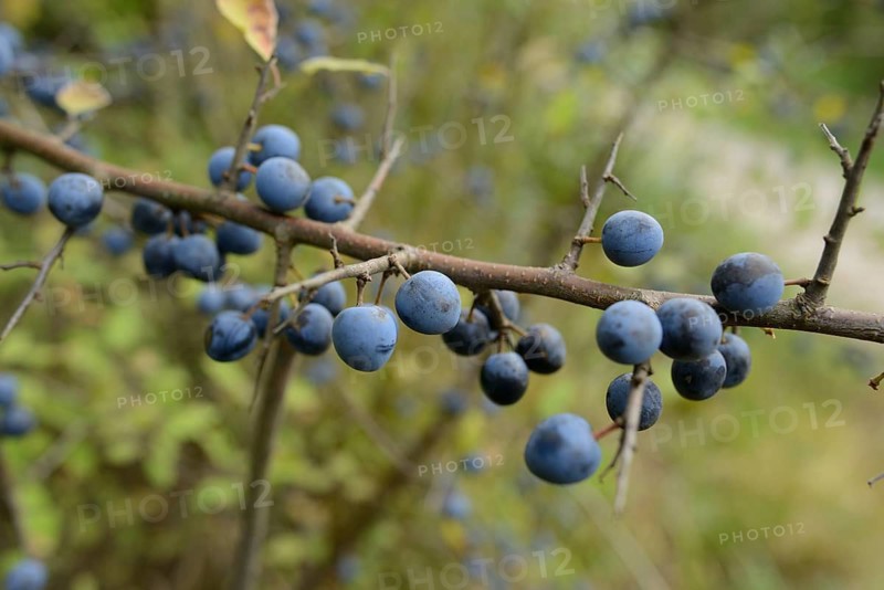 Branch with blue berries, Blackthorn (Prunus spinosa), Bavaria