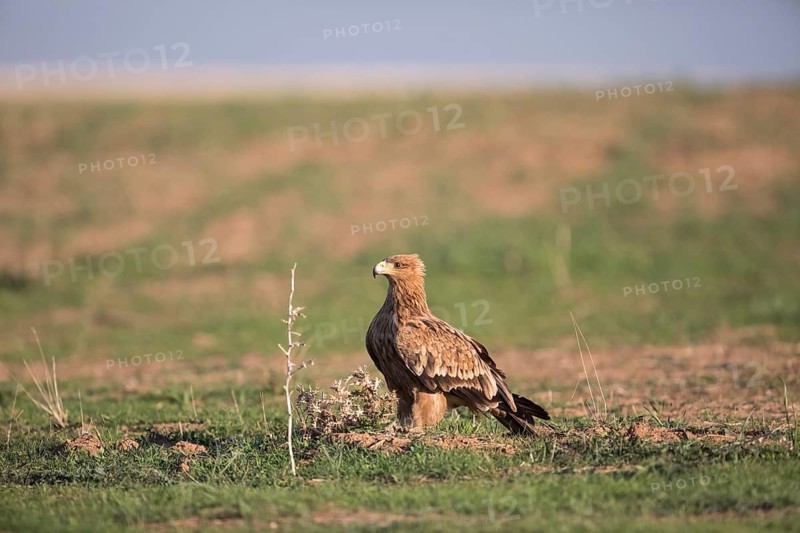 Juvenile Iberian Eagle (Aquila adalberti), Spanish imperial eagle, Extremadura, Castilla La Mancha, Spain