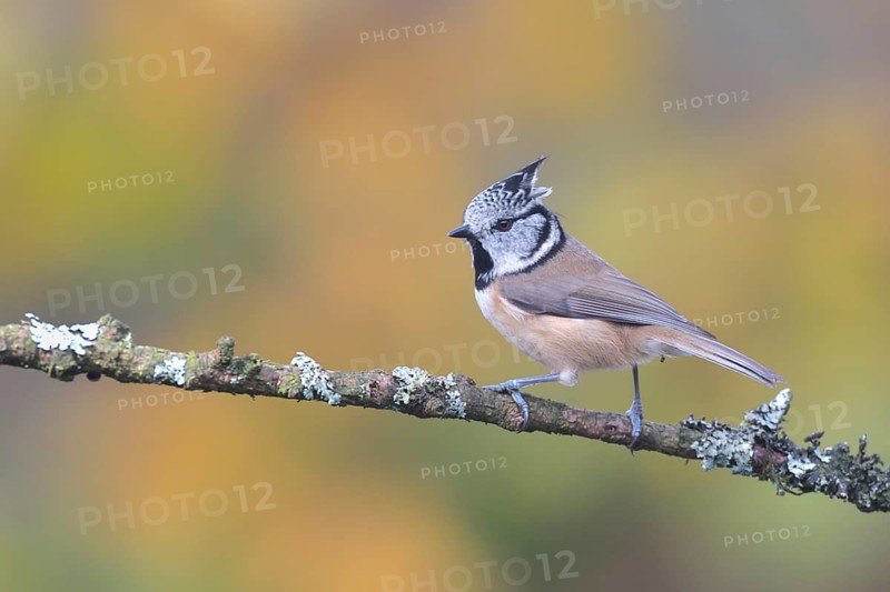 European Crested Tit (Lophophanes cristatus) perched on a branch, Netherlands