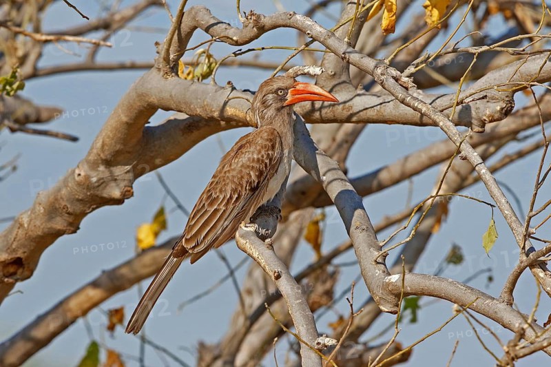 Bradfield's Hornbill (Lophoceros bradfieldi), Chobe, Botswana