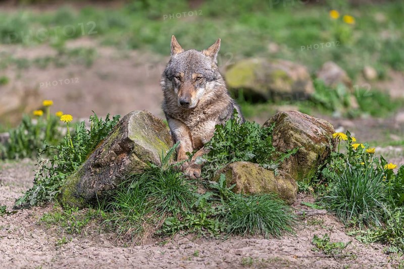 Portrait of one eurasian gray wolf (Canis lupus lupus) resting on a rock with green vegetation and some yellow dandelion