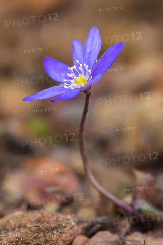 Common Hepatica, liverwort, kidneywort, pennywort (Anemone hepatica, Hepatica nobilis) in flower in spring