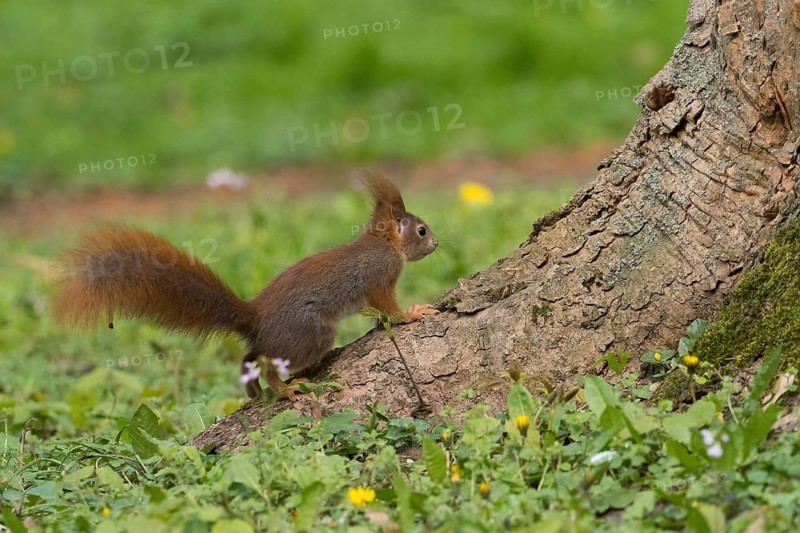 A squirrel (Sciurus vulgaris) standing next to a tree trunk in a flowery meadow, Hesse, Germany