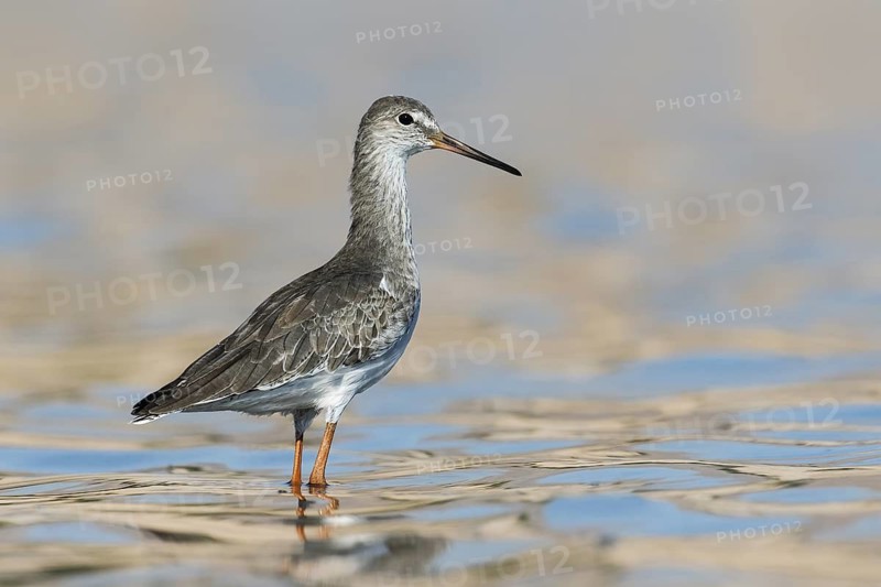 Common Redshank (Tringa totanus), Eilat, Israel