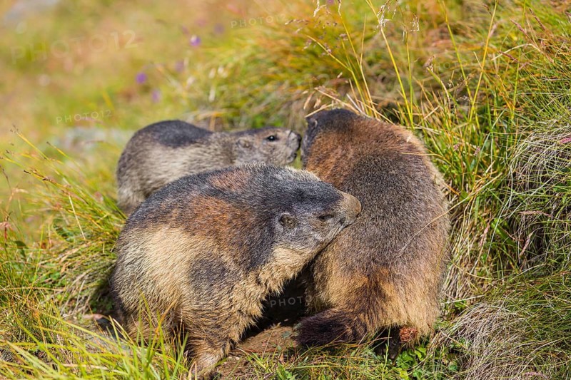 Two young Alpine Marmot, Marmota marmota groom their mother. Grossglockner high alpine road, Hohe Tauern National Park