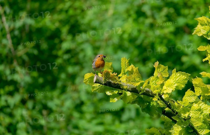 European robin with food in its beak, Münsterland, North Rhine-Westphalia, Germany