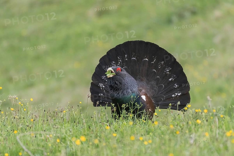 Western capercaillie (Tetrao urogallus) eats flowers while courting, Kalkalpen National Park, Upper Austria, Austria