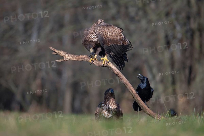 White-tailed eagle (Haliaeetus albicilla), juvenile white-tailed eagle with raven on branch, Podlaskie Voivodeship, Poland