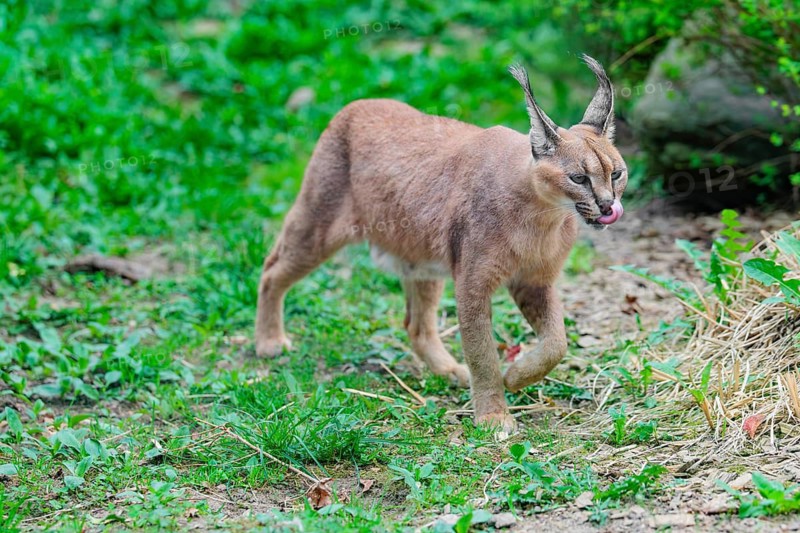 A Caracal (Caracal caracal) runs across a green meadow