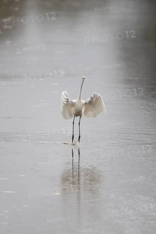 Great White Egret (Ardea alba), Emsland, Lower Saxony, Germany
