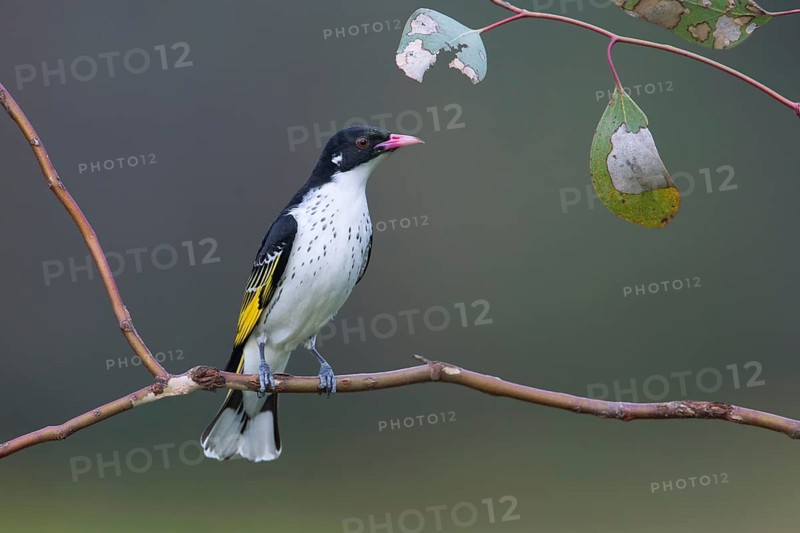 Painted Honeyeater (Grantiella picta), New South Wales, Australia