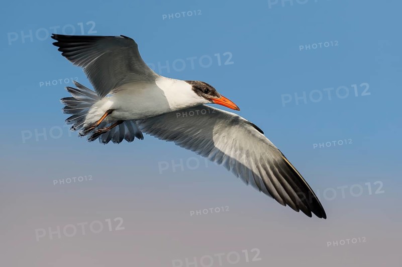 Caspian Tern (Hydroprogne caspia) juvenile flying, Eilat, Israel