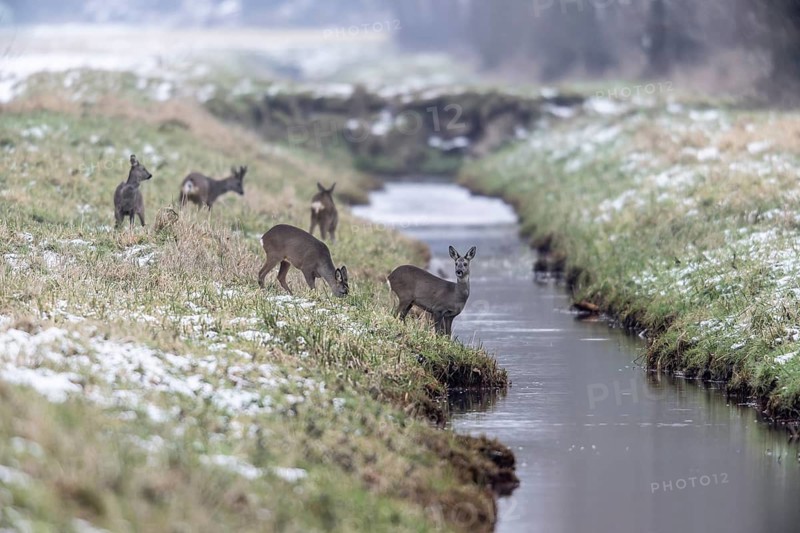 Roe deer (Capreolus capreolus), Emsland, Lower Saxony, Germany