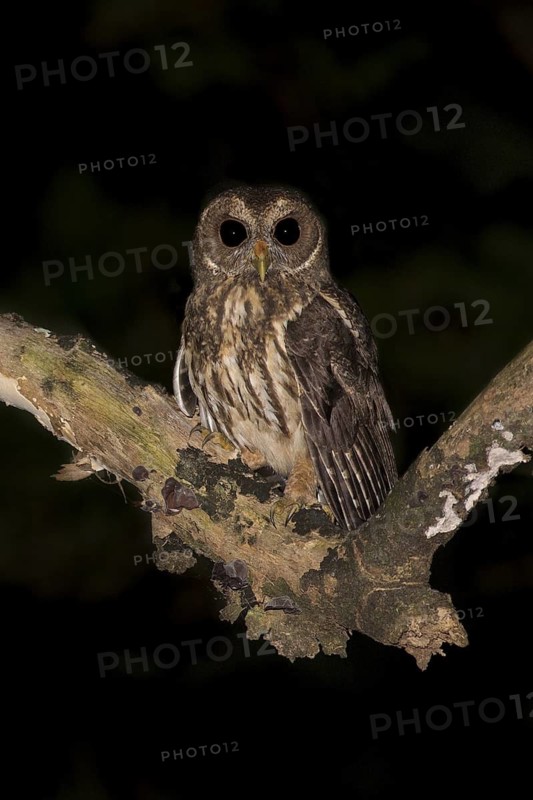 Mottled Owl (Strix virgata), Atlantida, Honduras