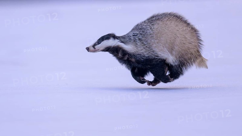 European badger (Meles meles), running in a snowy landscape, Swabian Alb biosphere reserve, Baden-Württemberg, Germany
