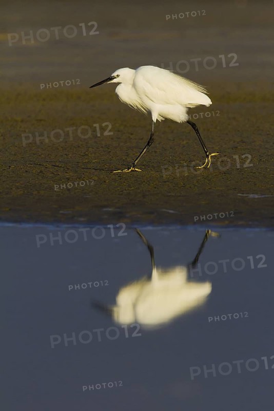Little Egret (Egretta garzetta), Andalusia, Spain