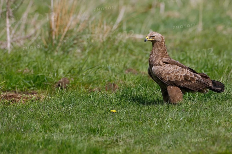 Schreiadler, lat. Aquila pomarina, steht aufmerksam in einer Wiese