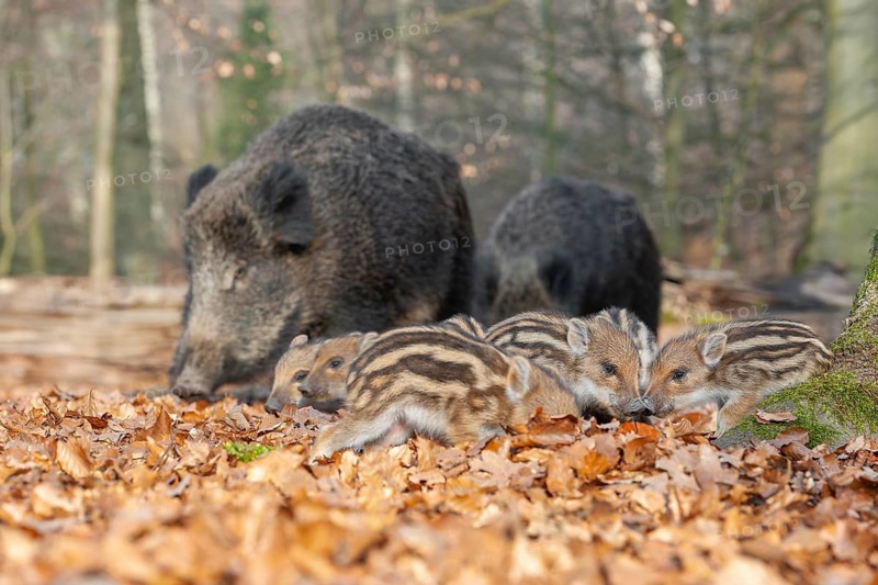 Wild boar, wild boar (Sus scrofa) two bucks and young boar looking for food in the forest, Germany