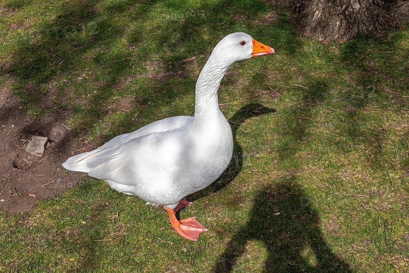 House Goose, recreation ground, Stratford-upon-Avon, Warwickshire, England, Great Britain