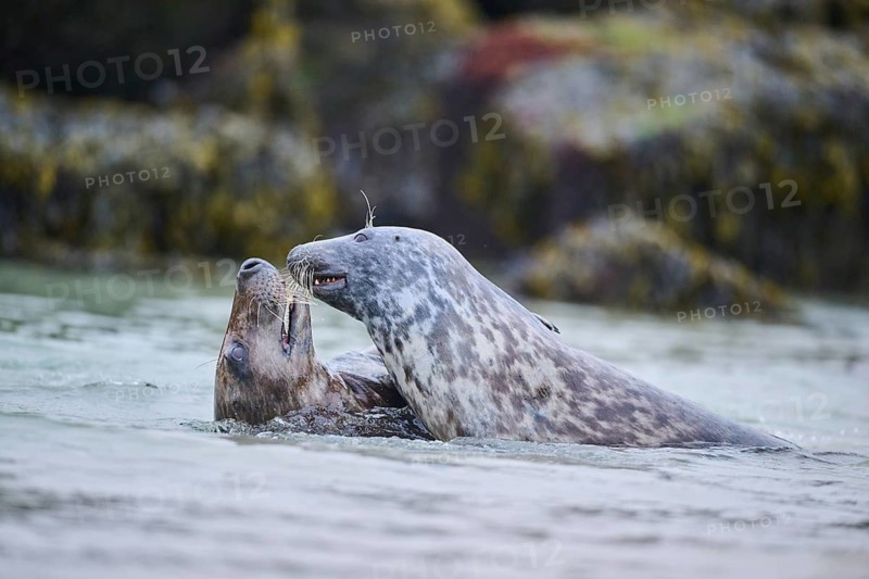 Grey seal (Halichoerus grypus) playing with each other in the water, sea, Düne, Helgoland, Schleswig-Holstein, Germany