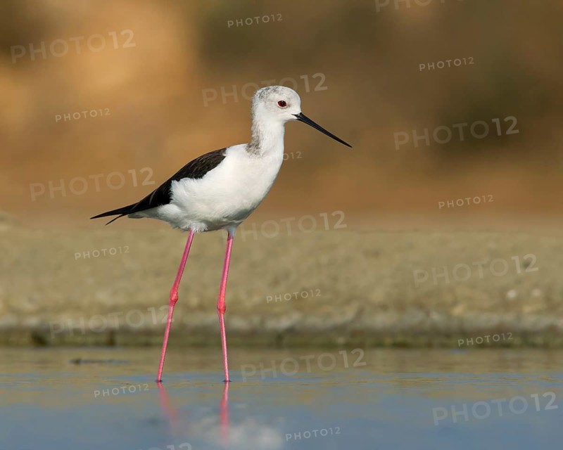 Black-winged Stilt (Himantopus himantopus) foraging, Phetchaburi, Thailand