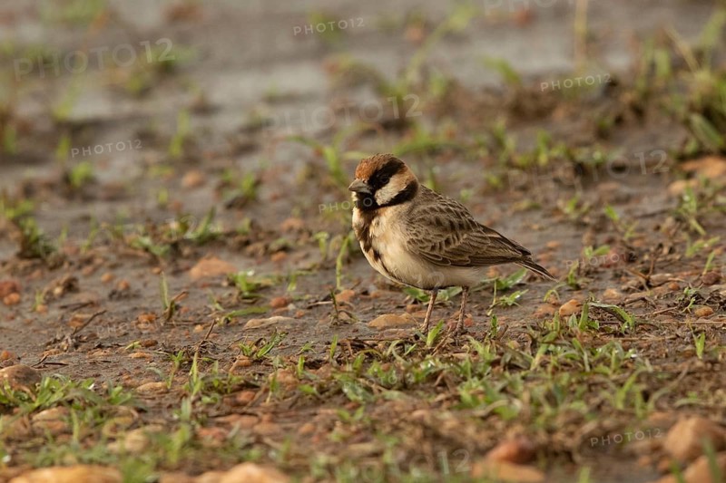 Fischer's Sparrow-Lark (Eremopterix leucopareia), Masai Mara, Kenya